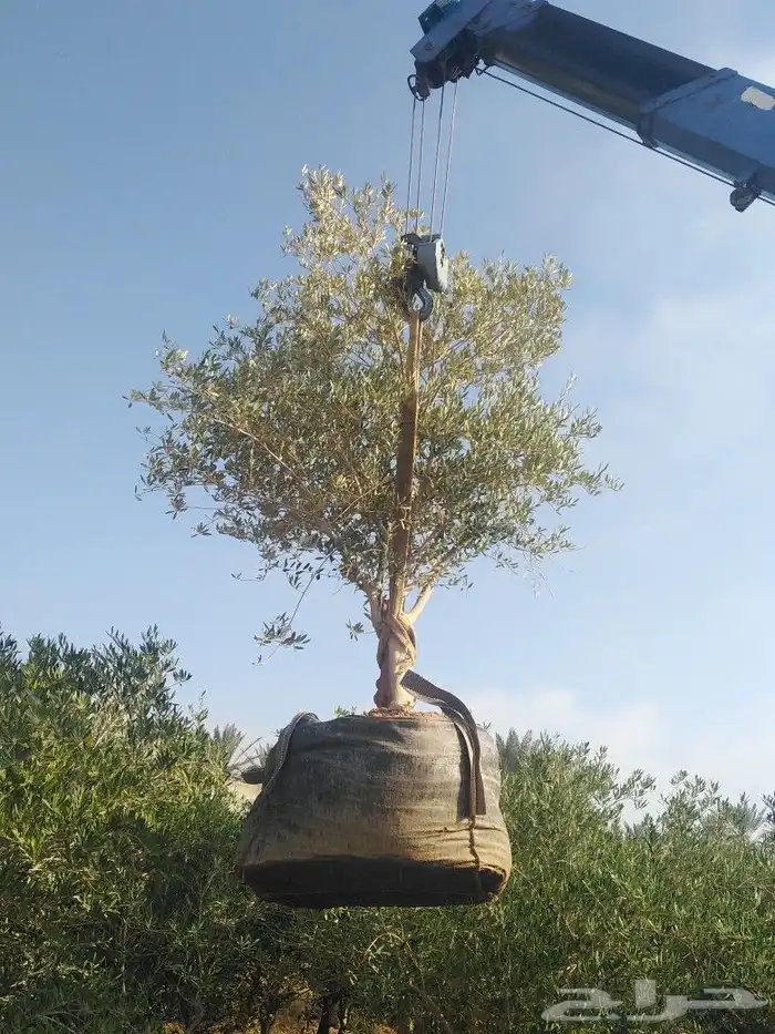يوجد لدينا اشجار زيتون 1