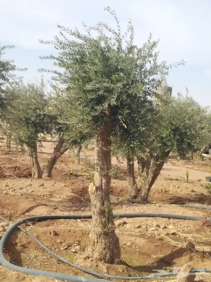 يوجد لدينا اشجار زيتون 37
