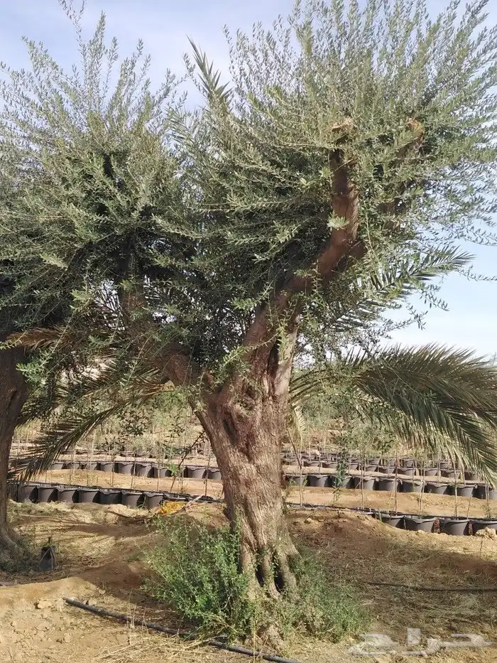 يوجد لدينا اشجار زيتون 27
