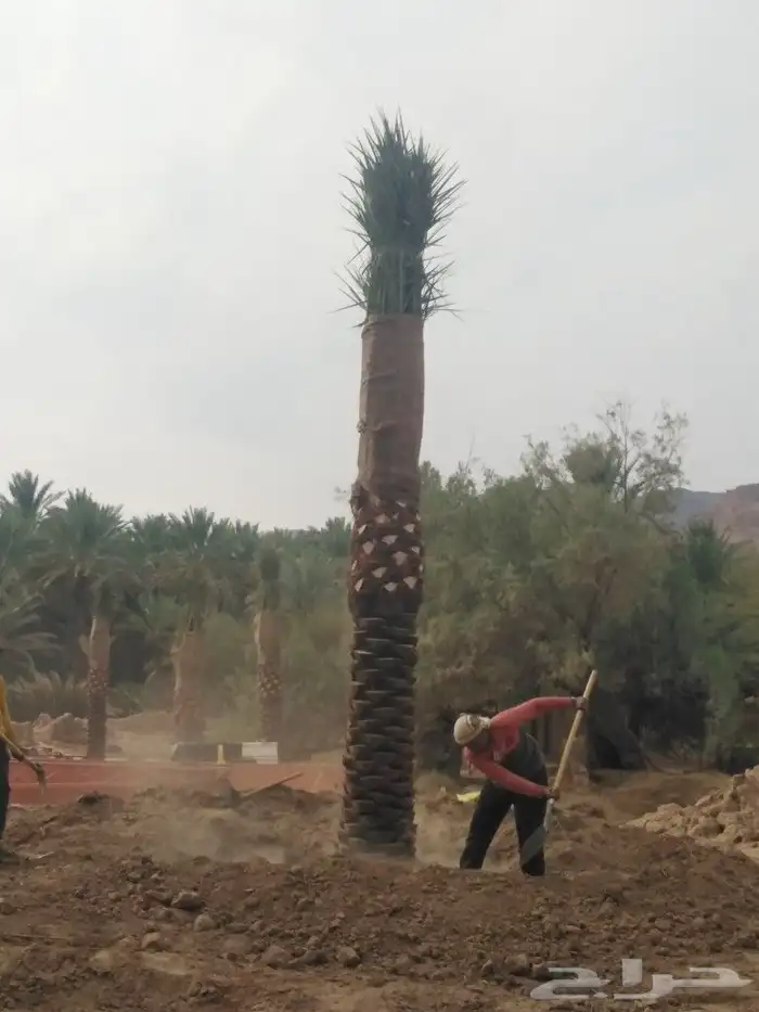 يوجد لدينا اشجار زيتون 45