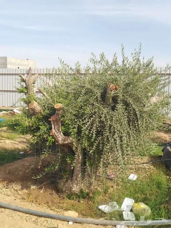 يوجد لدينا اشجار زيتون 16