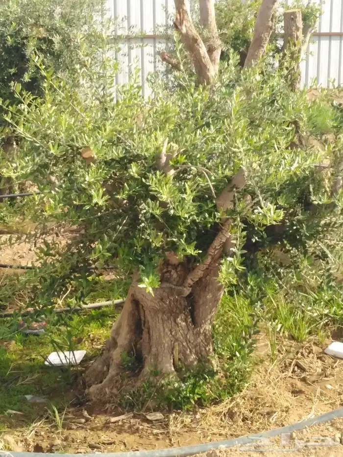 يوجد لدينا اشجار زيتون 13