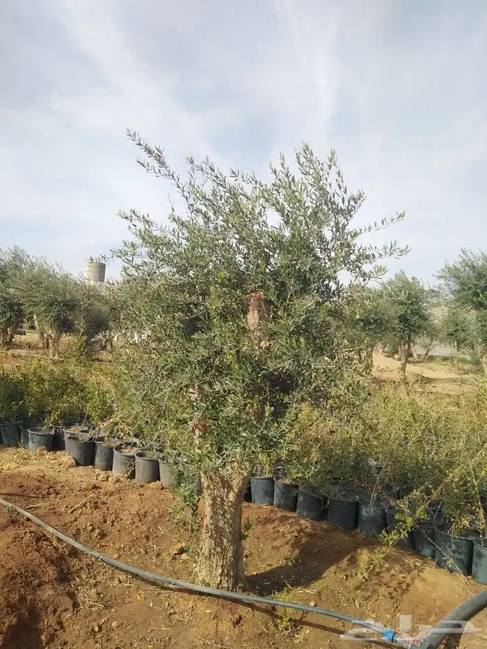 يوجد لدينا اشجار زيتون 21