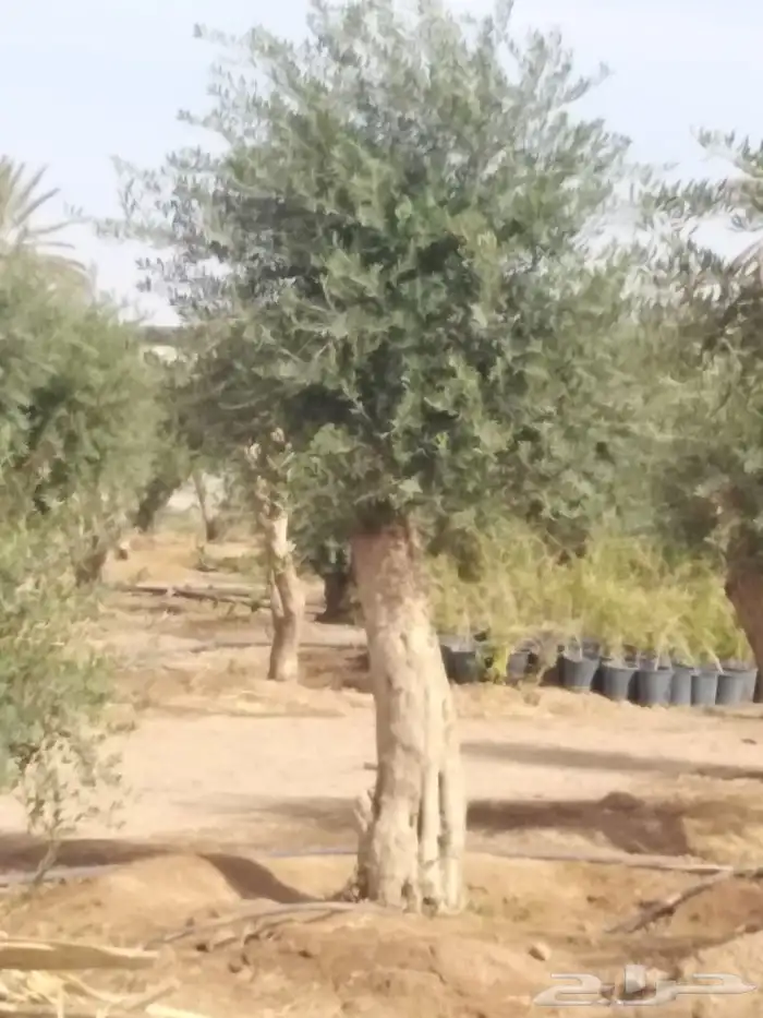 يوجد لدينا اشجار زيتون 38