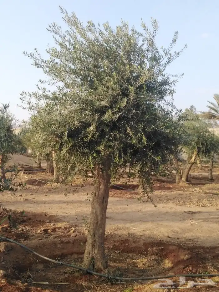 يوجد لدينا اشجار زيتون 46