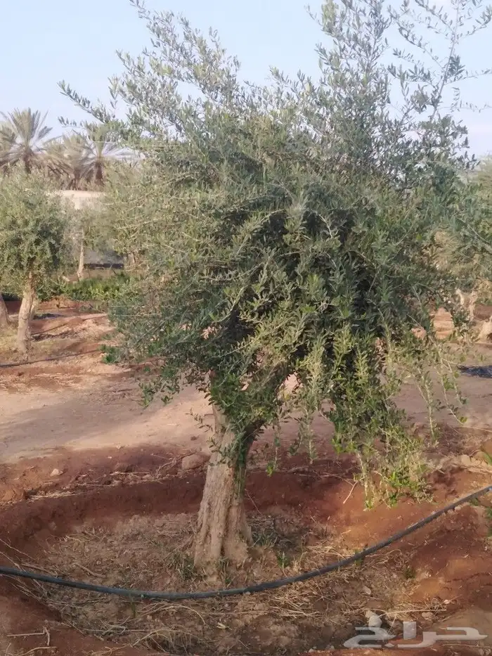 يوجد لدينا اشجار زيتون 43