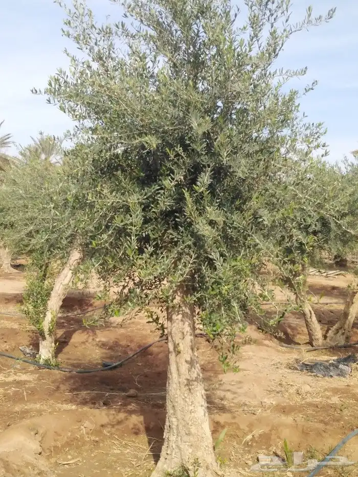 يوجد لدينا اشجار زيتون 36