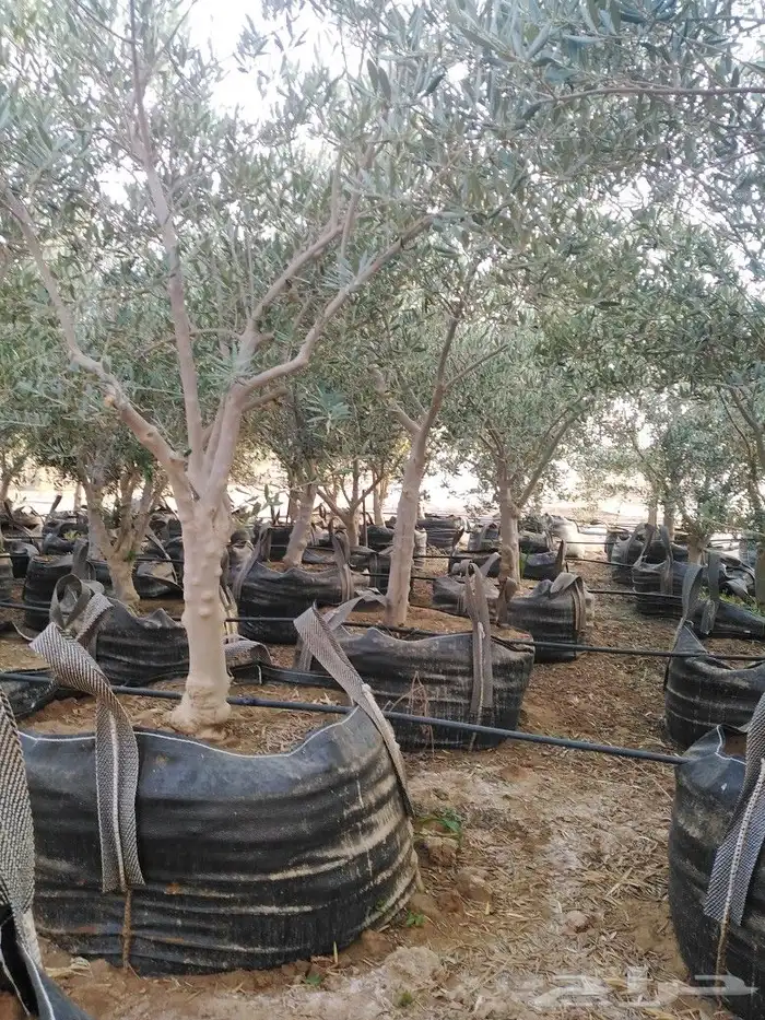 يوجد لدينا اشجار زيتون 10
