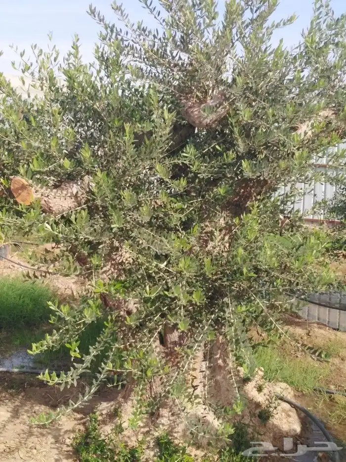 يوجد لدينا اشجار زيتون 12