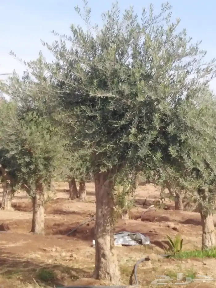 يوجد لدينا اشجار زيتون 35