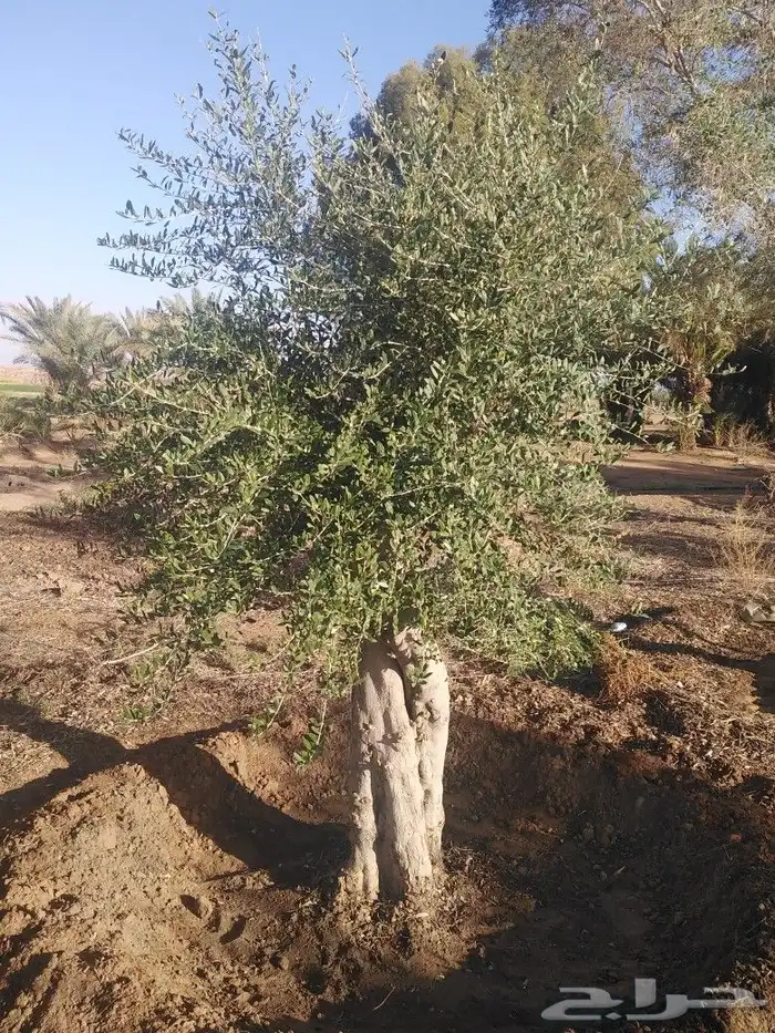 يوجد لدينا اشجار زيتون 11