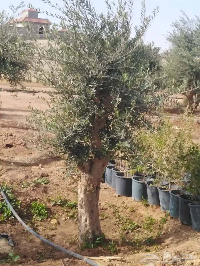 يوجد لدينا اشجار زيتون 22