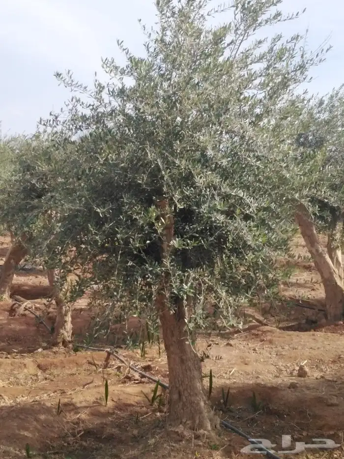 يوجد لدينا اشجار زيتون 18