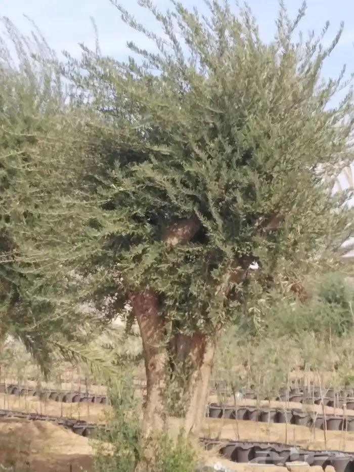 يوجد لدينا اشجار زيتون 28