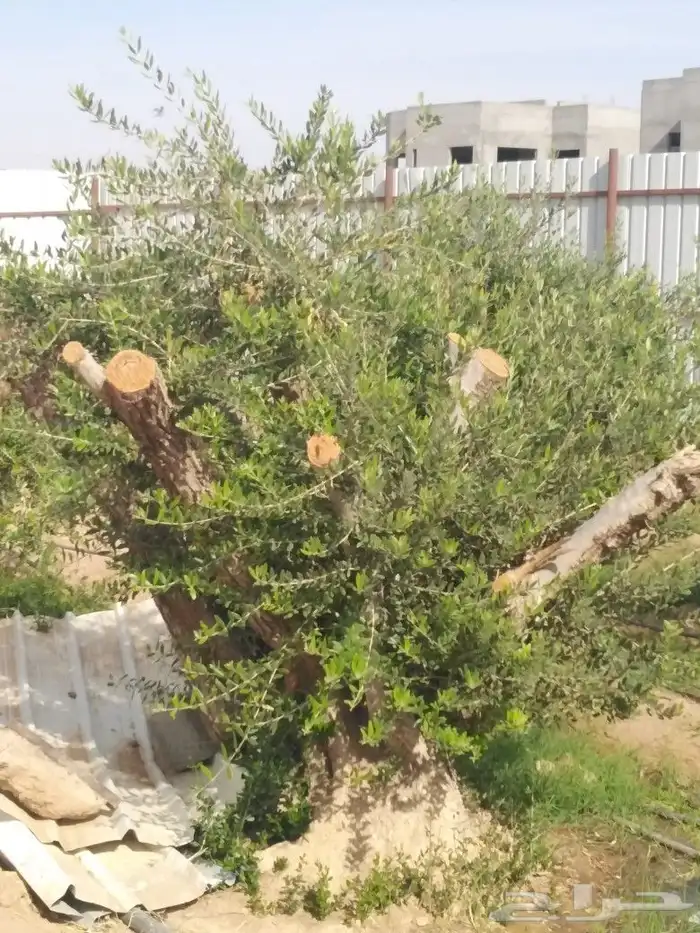 يوجد لدينا اشجار زيتون 14
