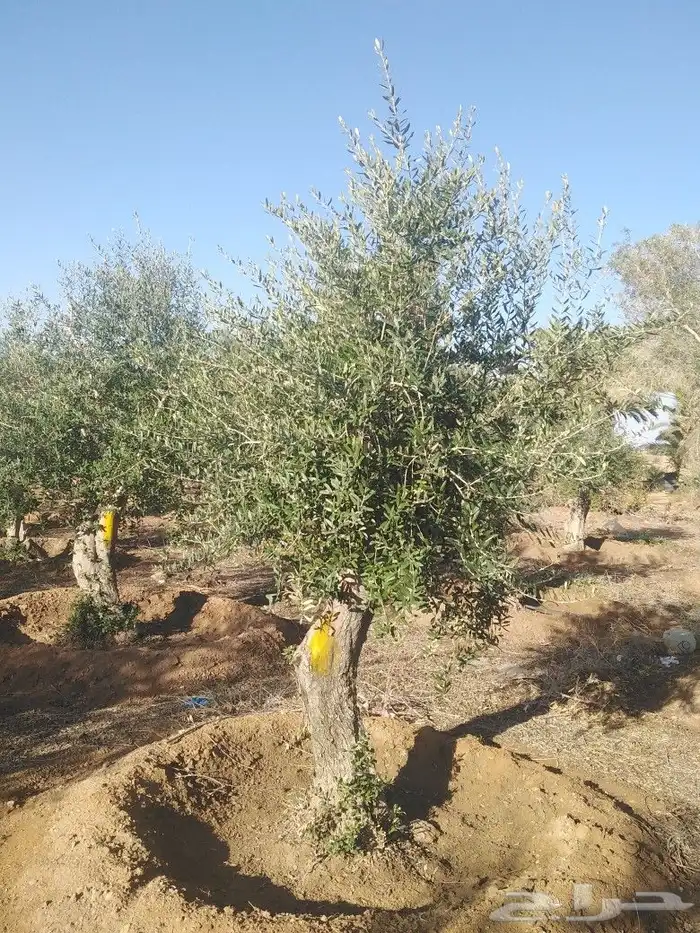 يوجد لدينا اشجار زيتون 6