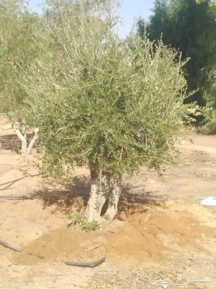 يوجد لدينا اشجار زيتون 4