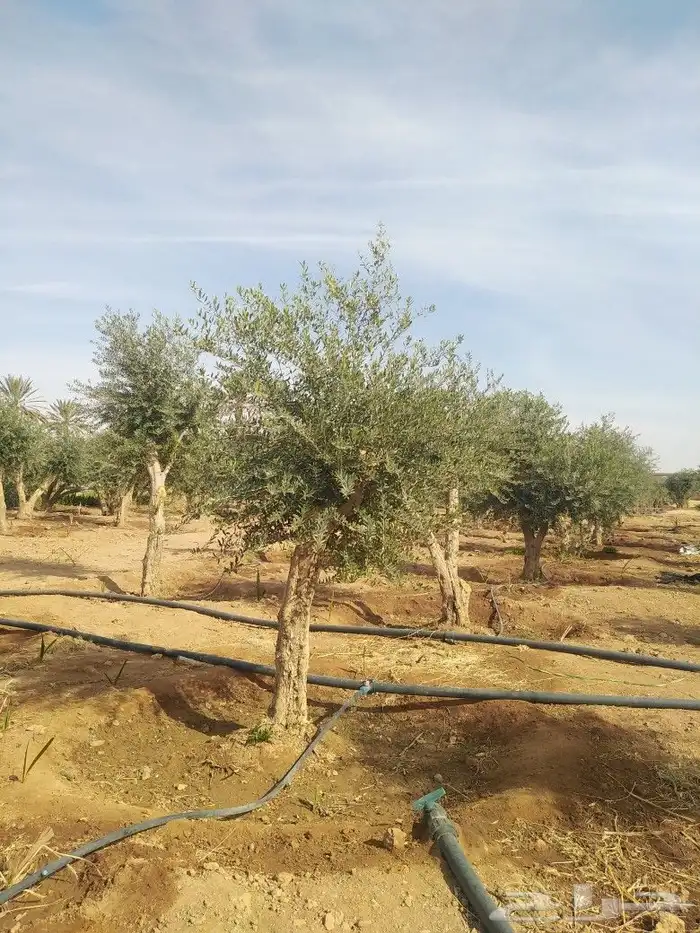 يوجد لدينا اشجار زيتون 24