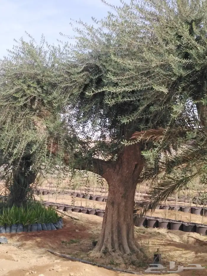 يوجد لدينا اشجار زيتون 30