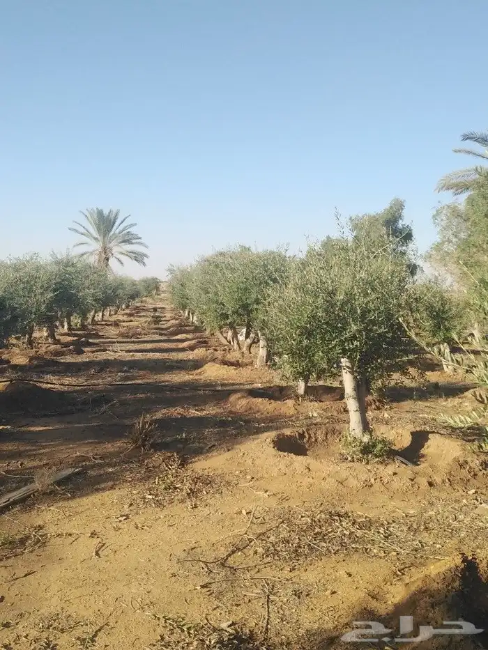يوجد لدينا اشجار زيتون 9