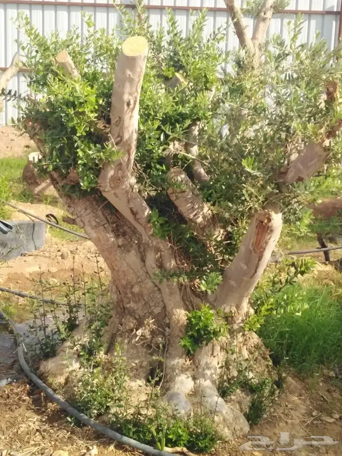 يوجد لدينا اشجار زيتون 15