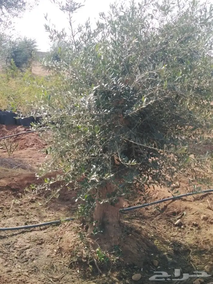 يوجد لدينا اشجار زيتون 41