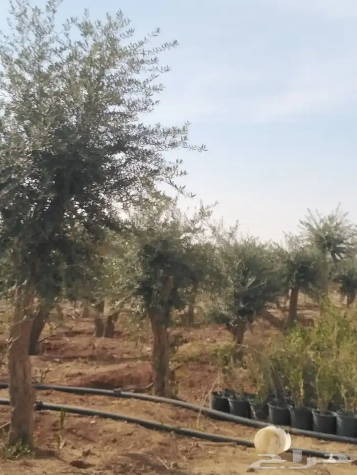 يوجد لدينا اشجار زيتون 23
