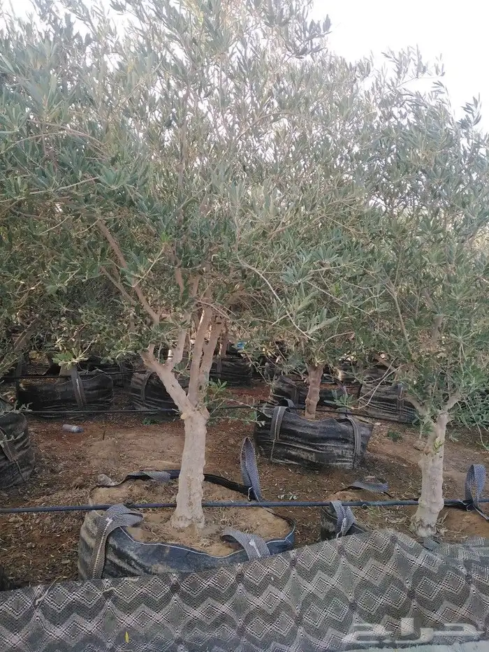 يوجد لدينا اشجار زيتون 40