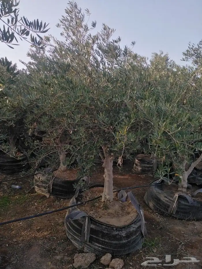 يوجد لدينا اشجار زيتون 39