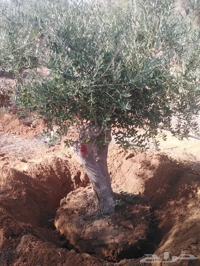 يوجد لدينا اشجار زيتون 3