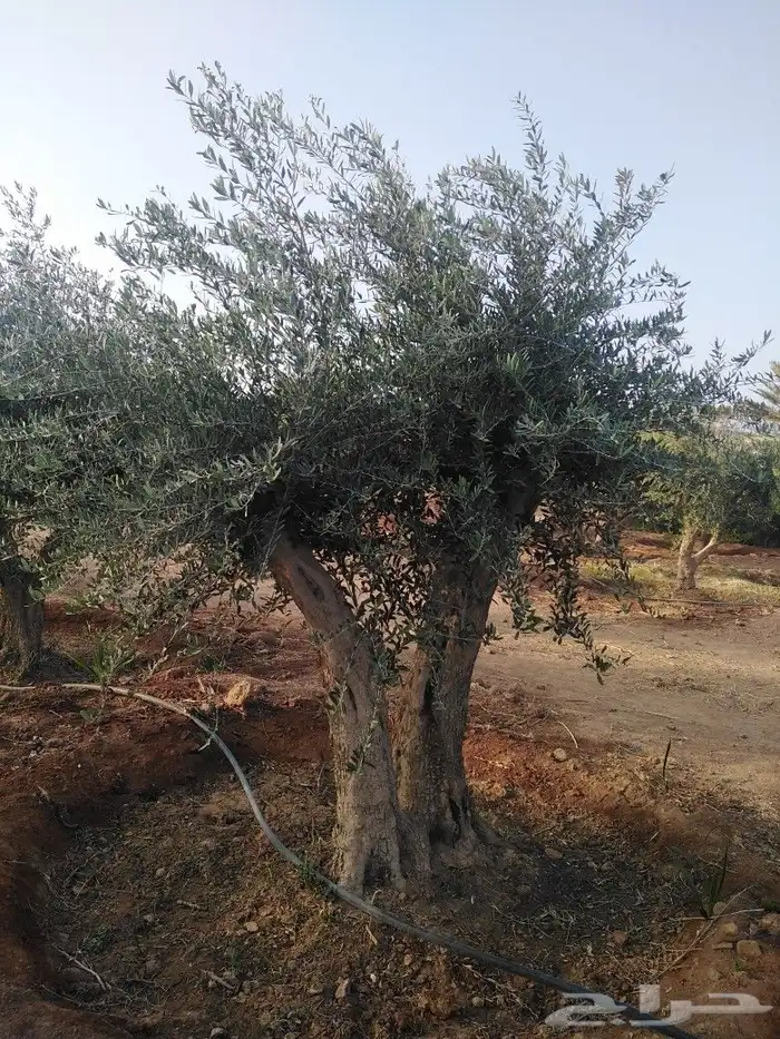 يوجد لدينا اشجار زيتون 42