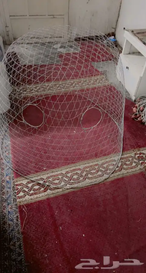 قفص او قرقور لتربية دجاج شامو للبيع 2
