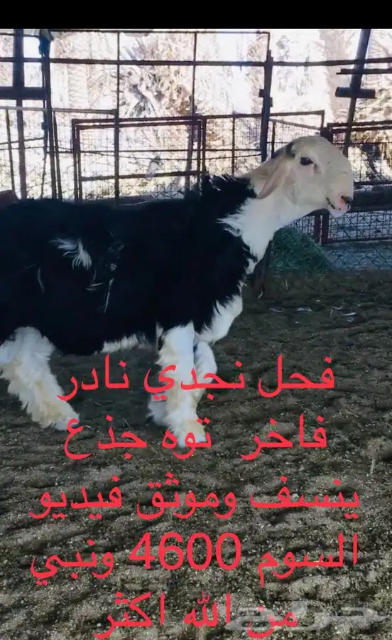 عروض النجد رقم 2 حلال ابو حمدان الحبابي 3