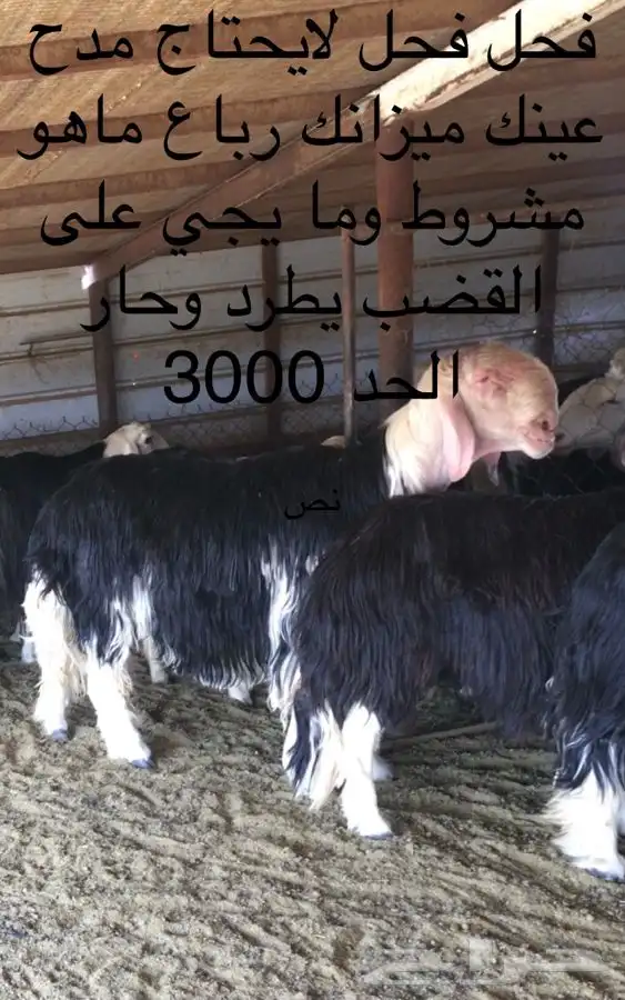 عروض النجد رقم 2 حلال ابو حمدان الحبابي 0