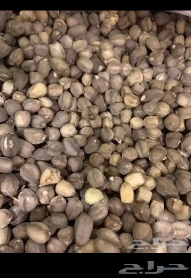 بذور المورينجا العربيه متوفر بكميات ( البان العربي ) 0