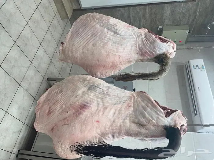 متجر ذبيحة 22