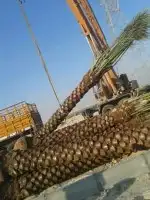 نخل للبيع بجميع انوعه ومقساته 7