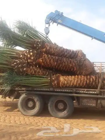 نخل للبيع بجميع انوعه ومقساته 3