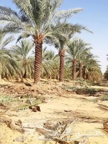 نخل للبيع بجميع انوعه ومقساته 8