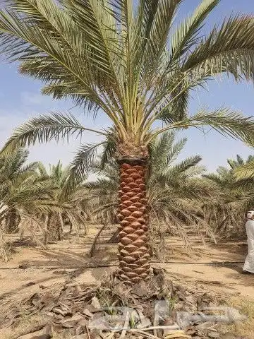 نخل للبيع بجميع انوعه ومقساته 10