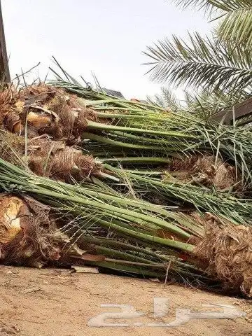 نخل للبيع بجميع انوعه ومقساته 2