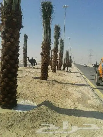 نخل للبيع بجميع انوعه ومقساته 1