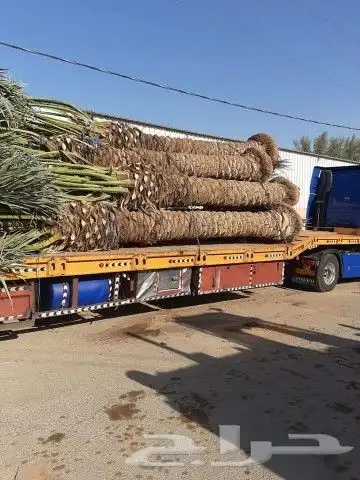 نخل للبيع بجميع انوعه ومقساته 6