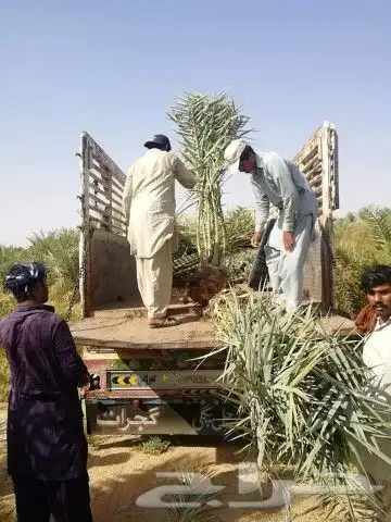 نخل للبيع بجميع انوعه ومقساته 9