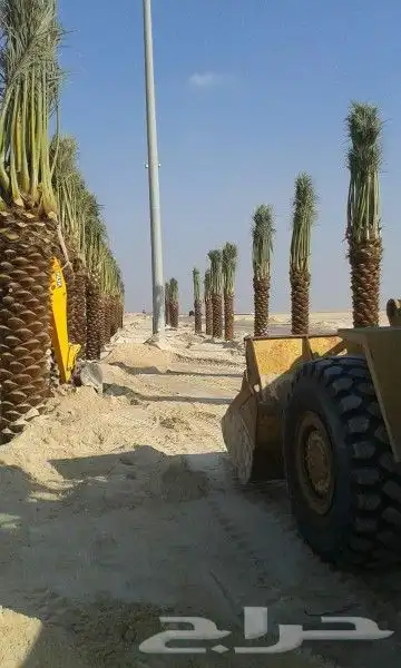 نخل للبيع بجميع انوعه ومقساته 0