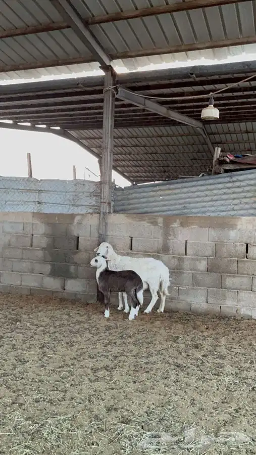 حريه معها رخل 4