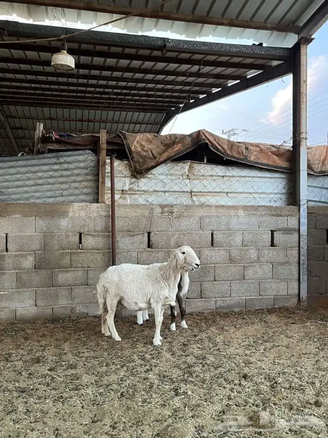 حريه معها رخل 2