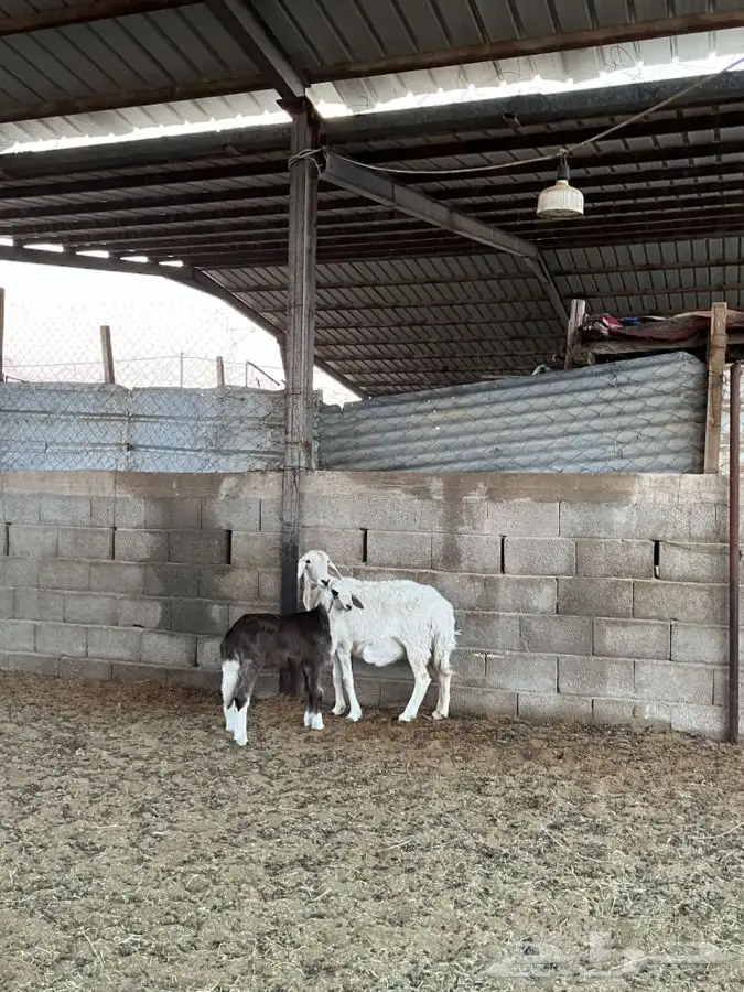 حريه معها رخل 3