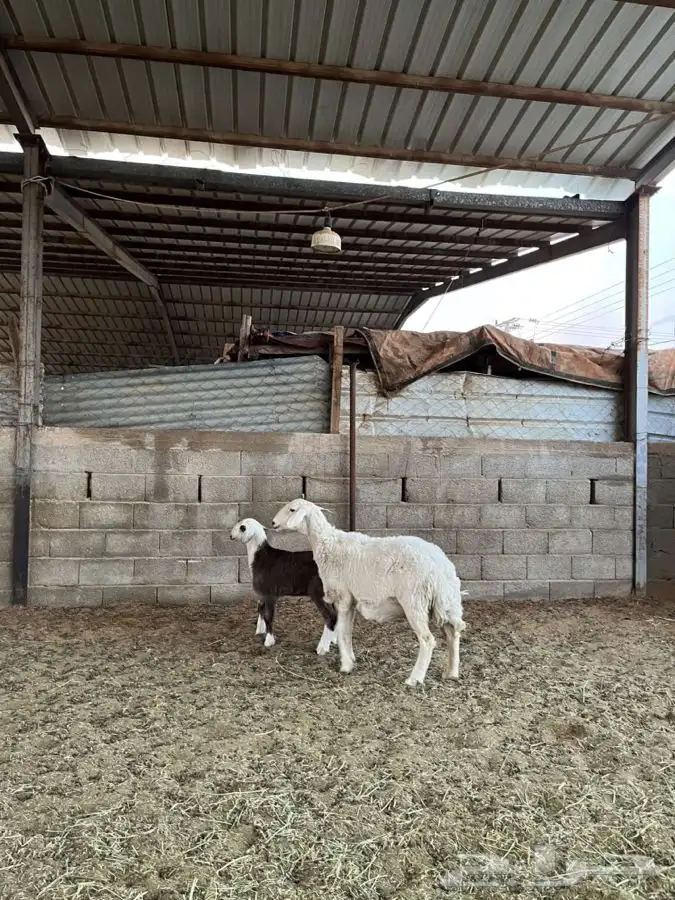 حريه معها رخل 1