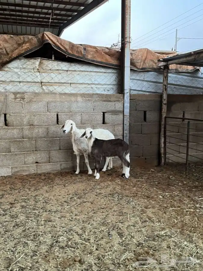 حريه معها رخل 5